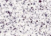 White-Granite 